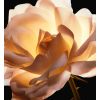 Dior Prestige Ritualul descoperirii regeneratoare și perfecționare